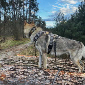 szelki guard wilczak czechowacki wzór orzech