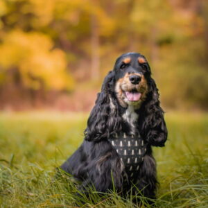 szelki bezuciskowe dla psa cockerspaniel angielski