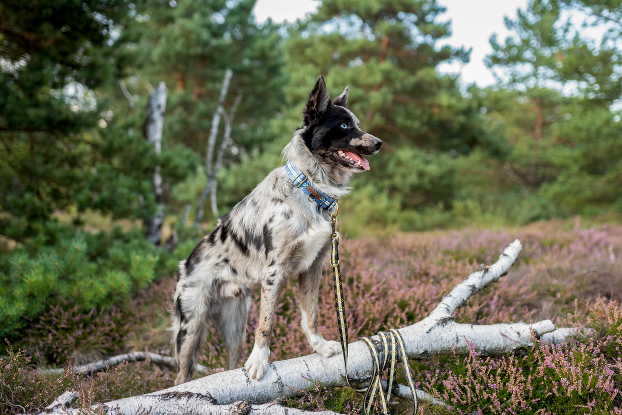 obroża smycz border collie