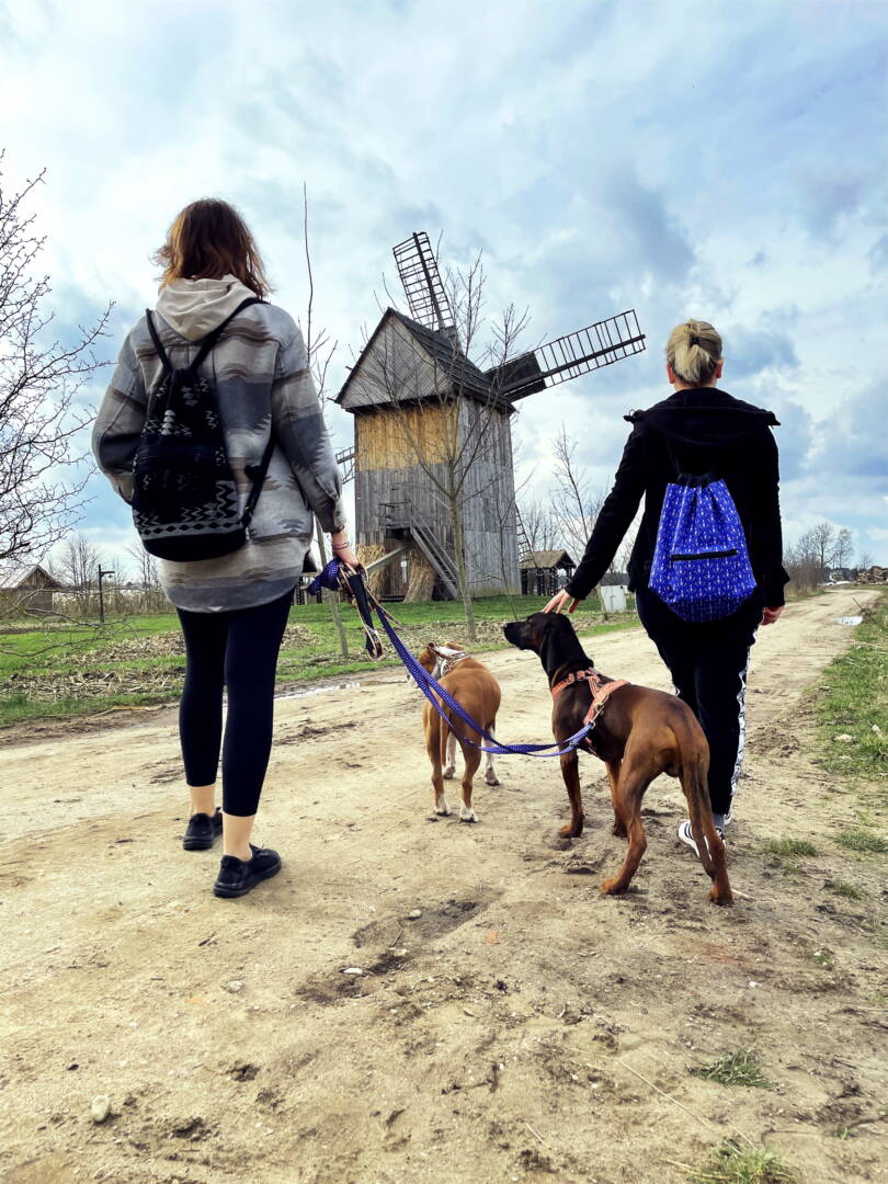 szelki, obroże i smycz przepinana amstaff i posokowiec bawarski